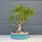 Preview: Punica granatum - Granatapfel