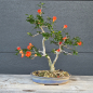 Preview: Punica granatum