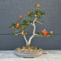 Preview: Punica granatum