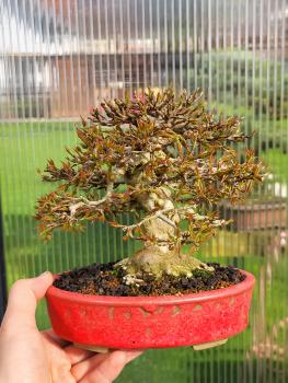 Dreispitzahorn - Acer buergerianum
