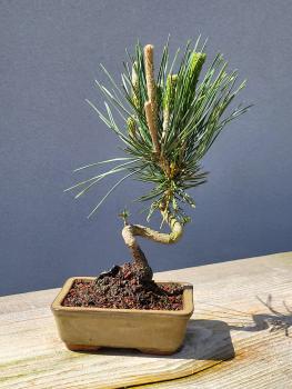 Schwarzkiefer - Pinus thunbergii