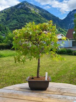 Fächerahorn - Acer katsura