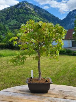 Fächerahorn - Acer katsura