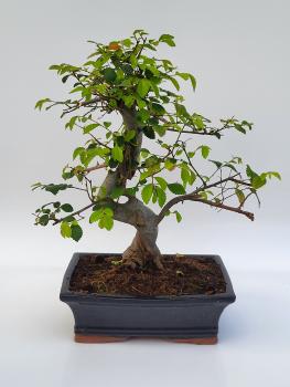 Chinesische Ulme - Ulmus parvifolia