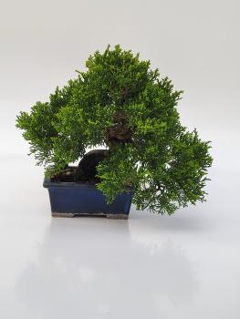 Chinesischer Wacholder - Juniperus chinesis