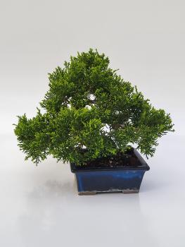 Chinesischer Wacholder - Juniperus chinesis