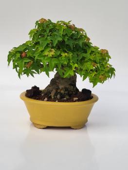 Dreispitzahorn - Acer buergerianum