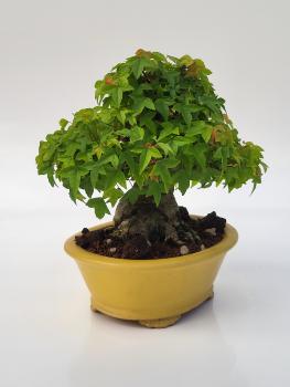 Dreispitzahorn - Acer buergerianum