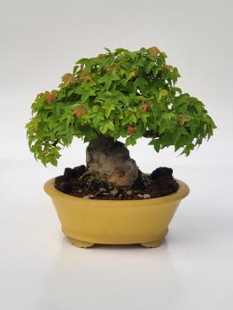 Dreispitzahorn - Acer buergerianum