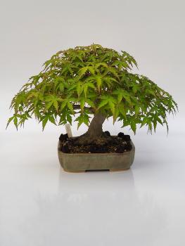 Fächerahorn - Acer palmatum yamamomiji