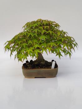 Fächerahorn - Acer palmatum yamamomiji