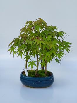 Fächerahorn - Acer palmatum
