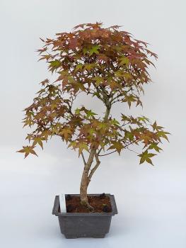 Fächerahorn - Acer deshojo