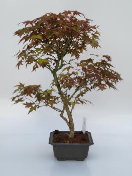Fächerahorn - Acer deshojo