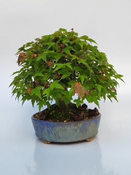 Dreispitzahorn - Acer buergerianum