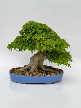 Dreispitzahorn - Acer buergerianum