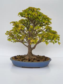 Bonsai - Dreispitzahorn Acer buergerianum