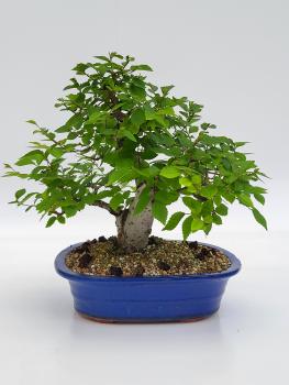 Zelkova Serrata 38cm
