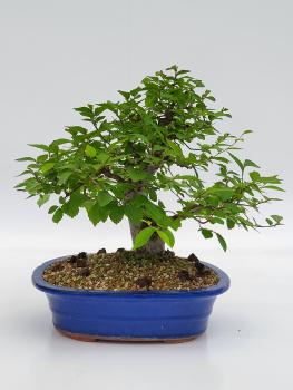 Zelkova Serrata 38cm