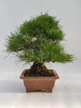 Preview: Japanische Schwarzkiefer - Pinus thunbergii