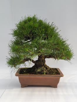 Preview: Japanische Schwarzkiefer - Pinus thunbergii