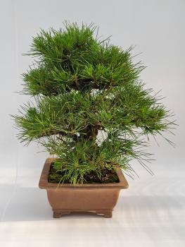 Preview: Japanische Schwarzkiefer - Pinus thunbergii