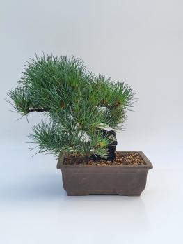 Mädchenkiefer - Pinus Parvifola