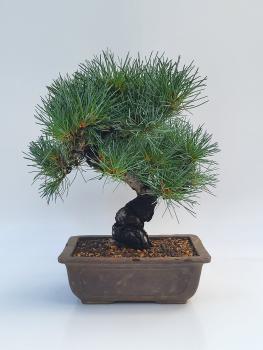 Mädchenkiefer - Pinus Parvifola