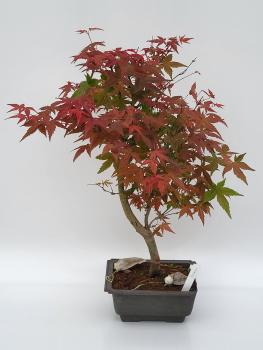 Fächerahorn - Acer deshojo