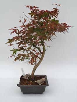 Fächerahorn - Acer deshojo