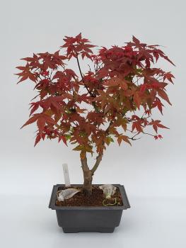 Fächerahorn - Acer deshojo