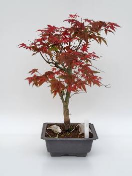 Fächerahorn - Acer deshojo