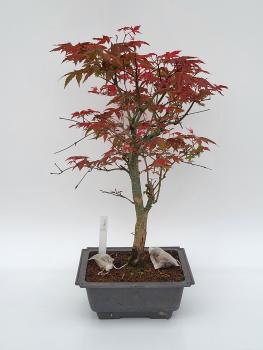 Fächerahorn - Acer deshojo