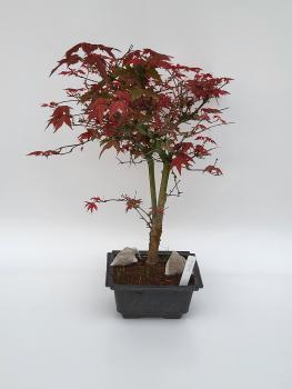 Fächerahorn - Acer deshojo