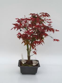 Fächerahorn - Acer deshojo