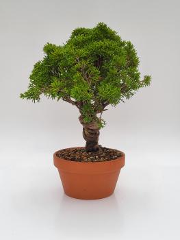 Chinesischer Wacholder - Juniperus chinesis itoigawa