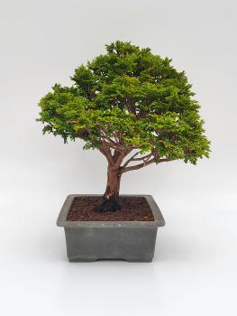 Scheinzypresse - Hinoki obtusa