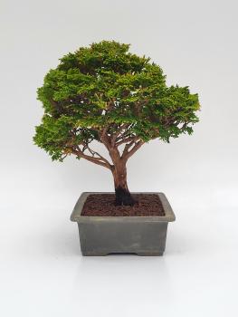 Scheinzypresse - Hinoki obtusa