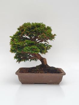 Scheinzypresse - Hinoki obtusa