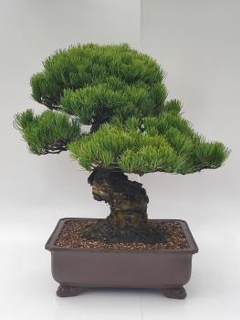 Mädchenkiefer - Pinus Parvifola