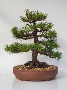 Schwarzkiefer - Pinus thunbergii