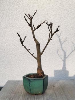 Baumwürger - Celastrus orbiculatus