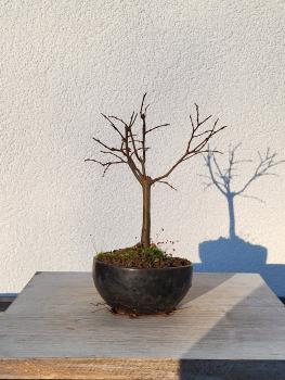 Zelkova serrata - japanische Ulme