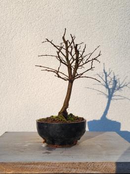 Zelkova serrata - japanische Ulme