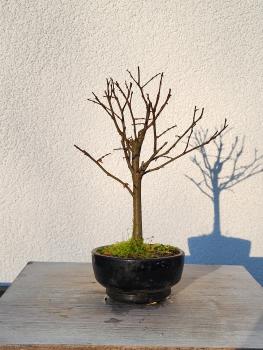 Zelkova serrata - japanische Ulme