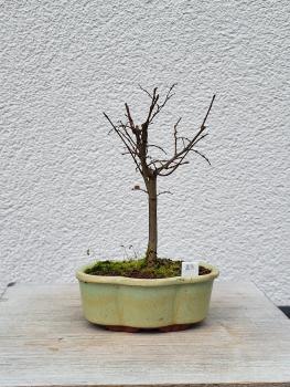 Zelkova serrata - japanische Ulme