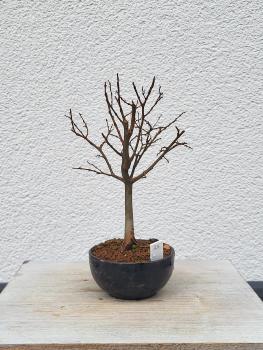 Zelkova serrata - japanische Ulme