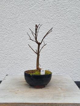 Zelkova serrata - japanische Ulme