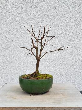 Zelkova serrata - japanische Ulme