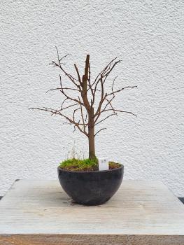 Zelkova serrata - japanische Ulme